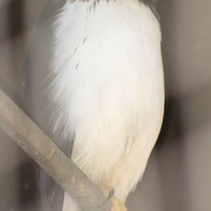 Short-tailed hawk with questionmark