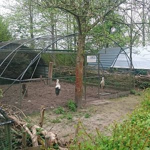 European white storks