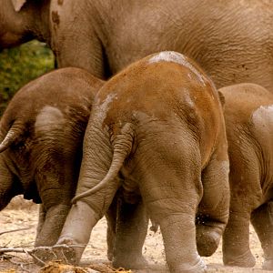 Asiatic elephant calves; Dublin; 20th April 2015