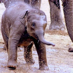Asiatic elephant calf having shower; Dublin; 20th April 2015