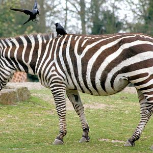 Grant's zebra (with jackdaws); Dublin;20th April 2015