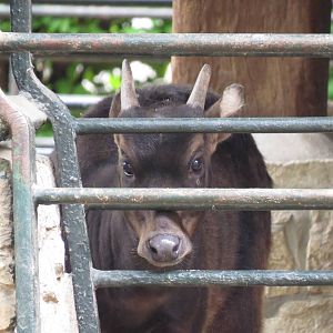 Mountain anoa?, April 2014.
