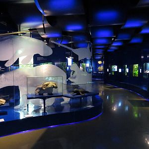 Landesmuseum Hannover Aquarium - April 2014.