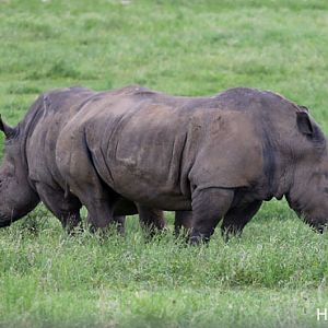 two headed rhinoceros