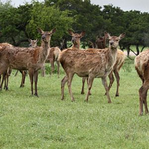 european red deer