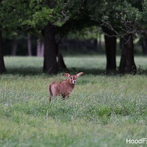 baby roan antelope