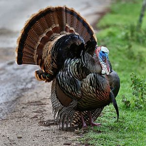wild turkey displaying