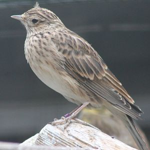 Skylark