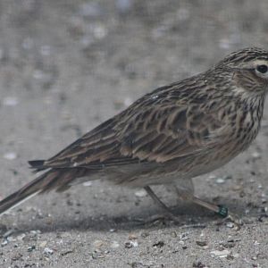 Skylark