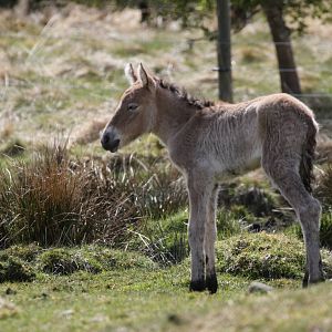 New Przewalski's Wild Horse