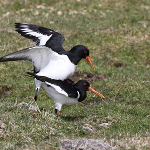 Mating Oystercatchers