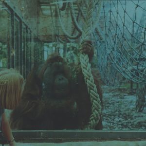 Orangutan, Rajang, July 2000