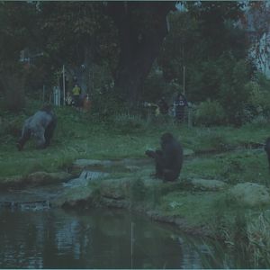 Gorillas, October 1999