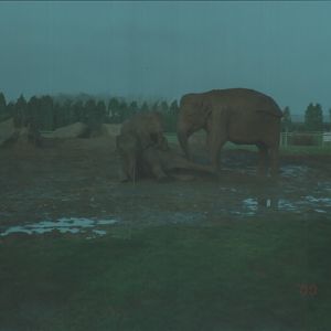 Elephants, January 2000