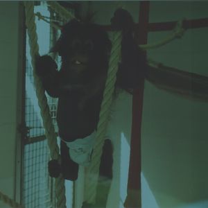 Bornean Orangutan, July 2000