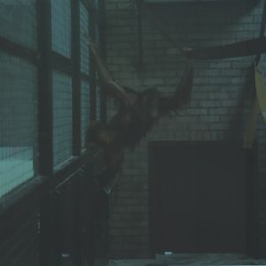 Bornean orangutan, July 2000