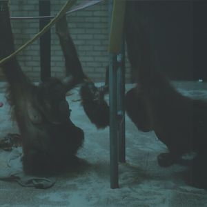 Bornean Orangutans, July 2000