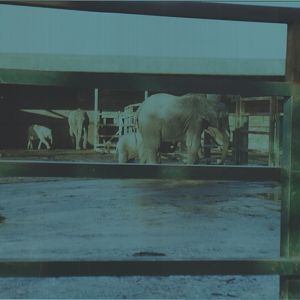 African Elephants, January 1999