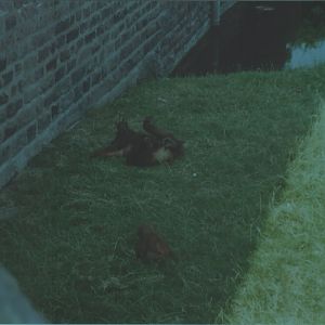 Orangutans, July 1999