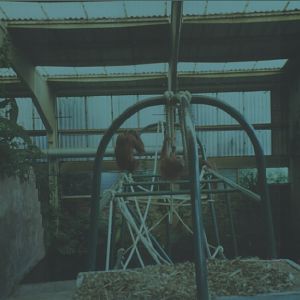 Orangutans, July 1999