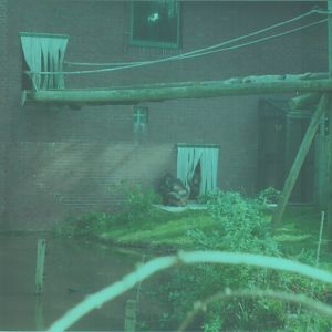 Bornean Orangutans, March 2002