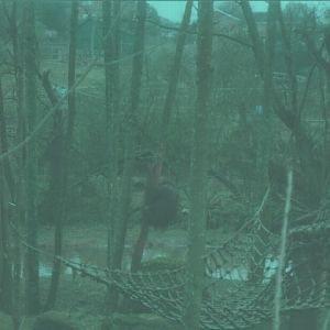 Bornean Orangutan, February 2003