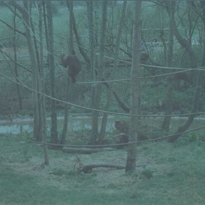 Bornean orangutan, April 1999