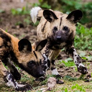 African Wild Dog pups