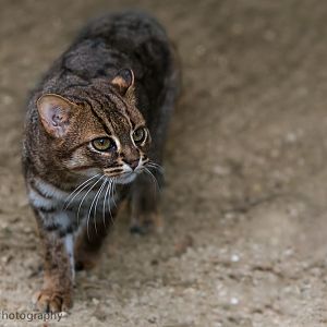 Rusty Spotted Cat