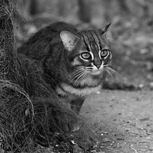 Rusty Spotted Cat