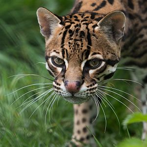 Ocelot