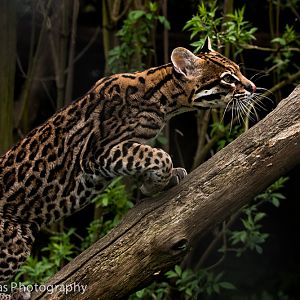 Ocelot