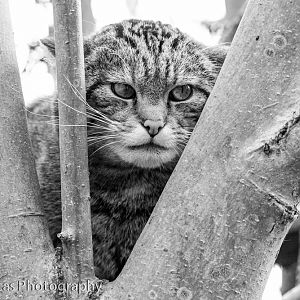 Off-show Scottish Wild Cat