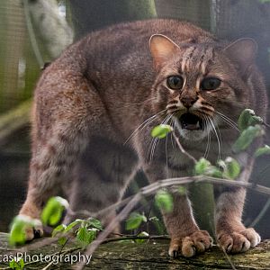 Rusty Spotted Cat