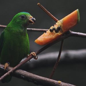 Blue-crowned Hanging Parrot