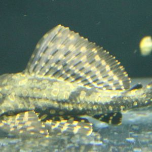 Pterygoplichthys species