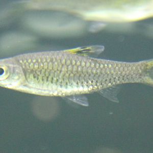 Rasbora dorsiocellata