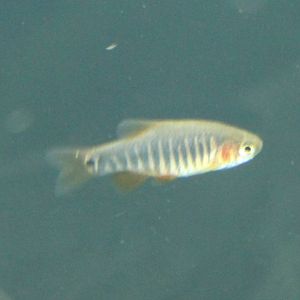 Celestichthys erythromicron