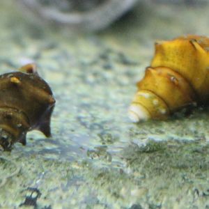 Pagoda snail