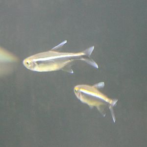 Black neon tetra