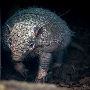 Six-banded armadillo : Cotswold WP : 26 Mar 2015
