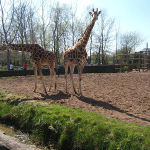 Rothschild`s Giraffe