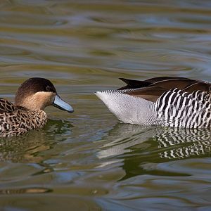 Versicolor teal : Cotswold WP : 26 Mar 2015
