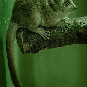 Grey mouse lemur : Cotswold WP : 26 Mar 2015