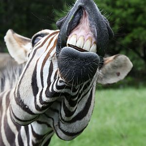 hartmann mountain zebra