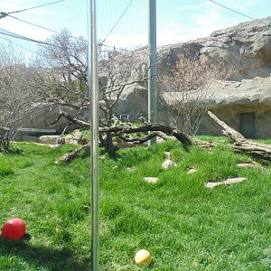 Canadian Lynx Exhibit