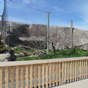 Canadian Lynx Exhibit