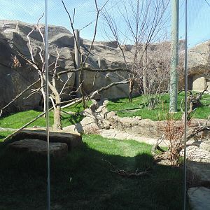 Amur Leopard Exhibit