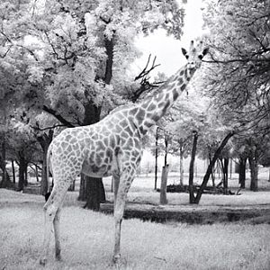 Giraffe in infrared