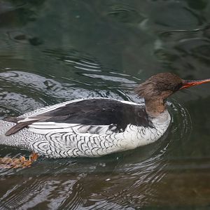 Scaly-sided Merganser